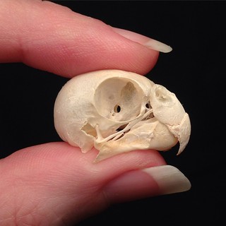 BONELUST PERSONAL COLLECTION: Parakeet Skull. This domestic bird is one that's entirely legal to have in your collection. 💀♥💀