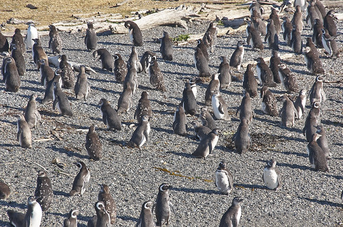 【写真】2015 世界一周 : ビーグル水道（ペンギン生息地）/2018-10-19/PICT8789