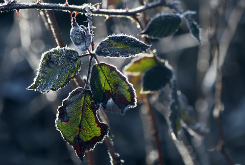 morning winter ice forest sunrise leaf frost blatt eis wald sonnenaufgang morgen brombeere blackberrybush