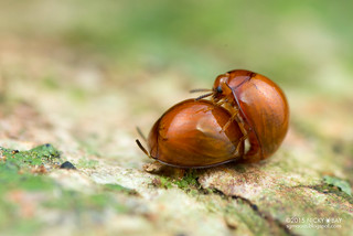 Darkling beetle (Tenebrionidae) - DSC_3802