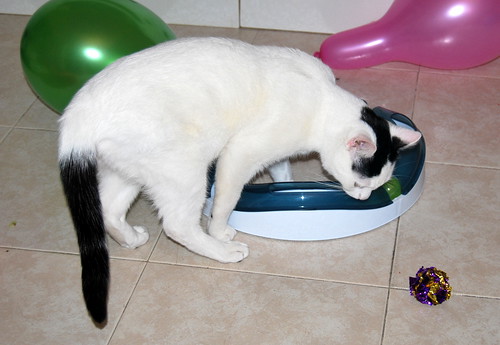 Carlo, gatito blanco con toque negro tímido y muy bueno esterilizado, nacido en Junio´14, en adopción. Valencia. ADOPTADO. 15609621584_30c95c62d3