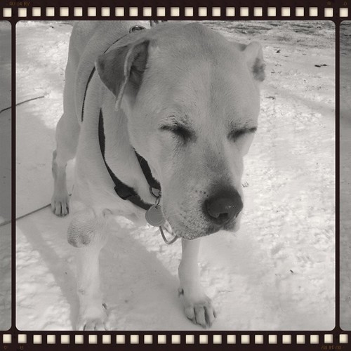 I'm with Zeus ... I wish it weren't Monday morning already too! #dogstagram #instadog #dogsofinstagram #wish #seniordog #ilovebigmutts #ilovemyseniordog #ilovemydogs