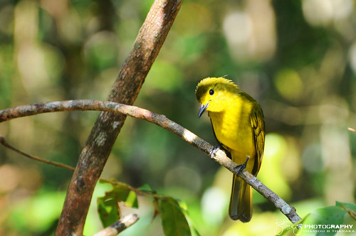 birds birding bulbul forestreserve yellowbrowed srilankawildlife srilankabirds bodhinagala tstudioz