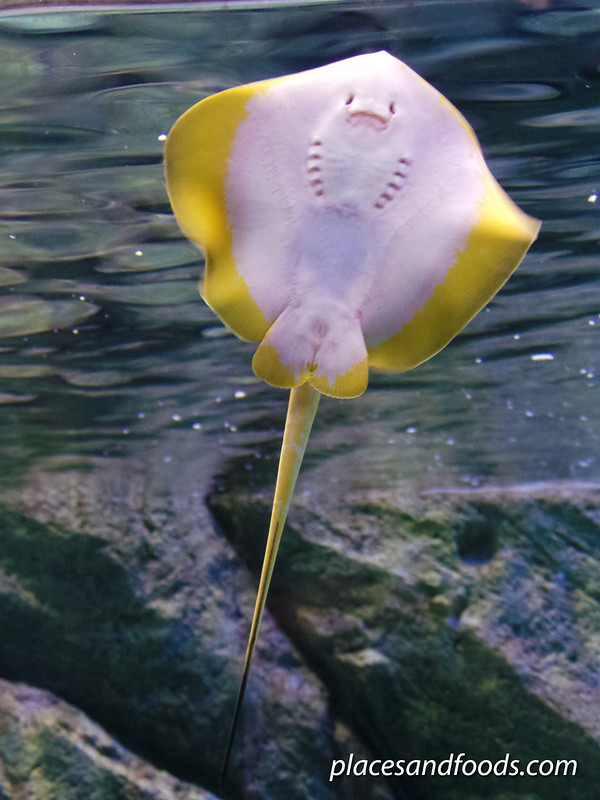 sea aquarium yellow sting ray