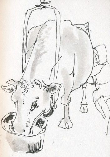 December 2014: Cow Milking Time