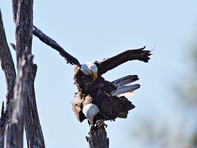 Bald Eagles mating 3-20150128