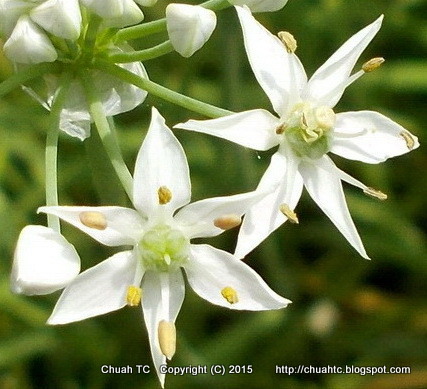 Flower Of Chinese Chives