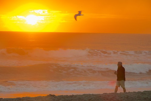 ocean sunset beach dawn surf florida seagull indialantic