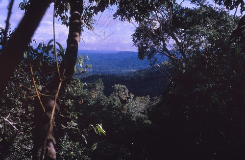 rainforest canopy treetop treecrown chrysobalanaceae maranthes maranthespanamensis