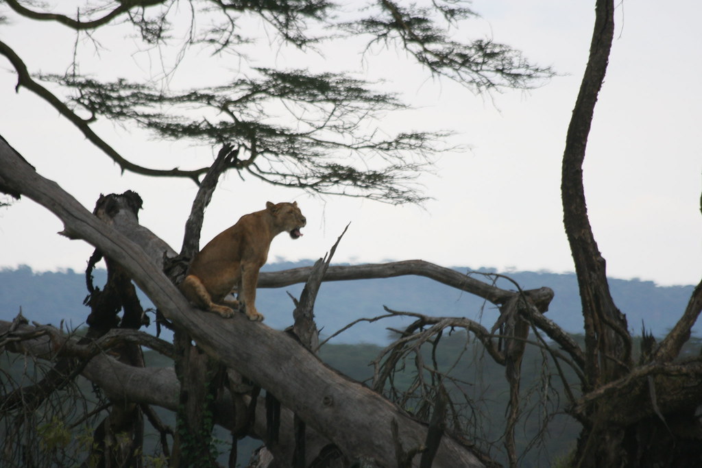 LAGO NAKURU - MEMORIAS DE KENIA 14 días de Safari (25)