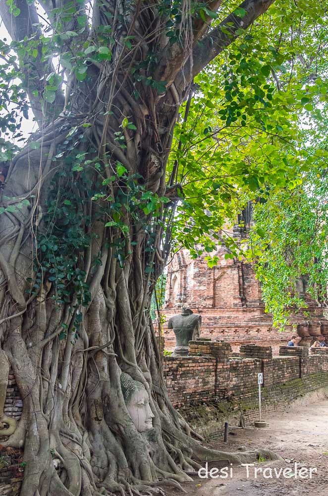 Buddha Head Tree Root 