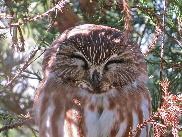Northern Saw-whet Owl at Clinton Lake in DeWitt County, IL 48