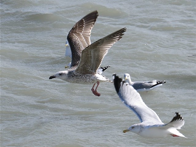 Great Black-backed Gull (1st Cycle) at North Point Marina in Lake County, IL 02
