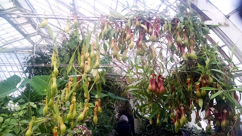Nepenthes ventrata at the Conservatory of Flowers.