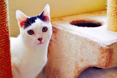 Carlo, gatito blanco con toque negro tímido y muy bueno esterilizado, nacido en Junio´14, en adopción. Valencia. ADOPTADO. 15785395657_b788599b47