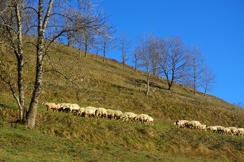 mouton pyrénées pirineos ariège brebis troupeau seix couserans lasoumère sentenacdoust