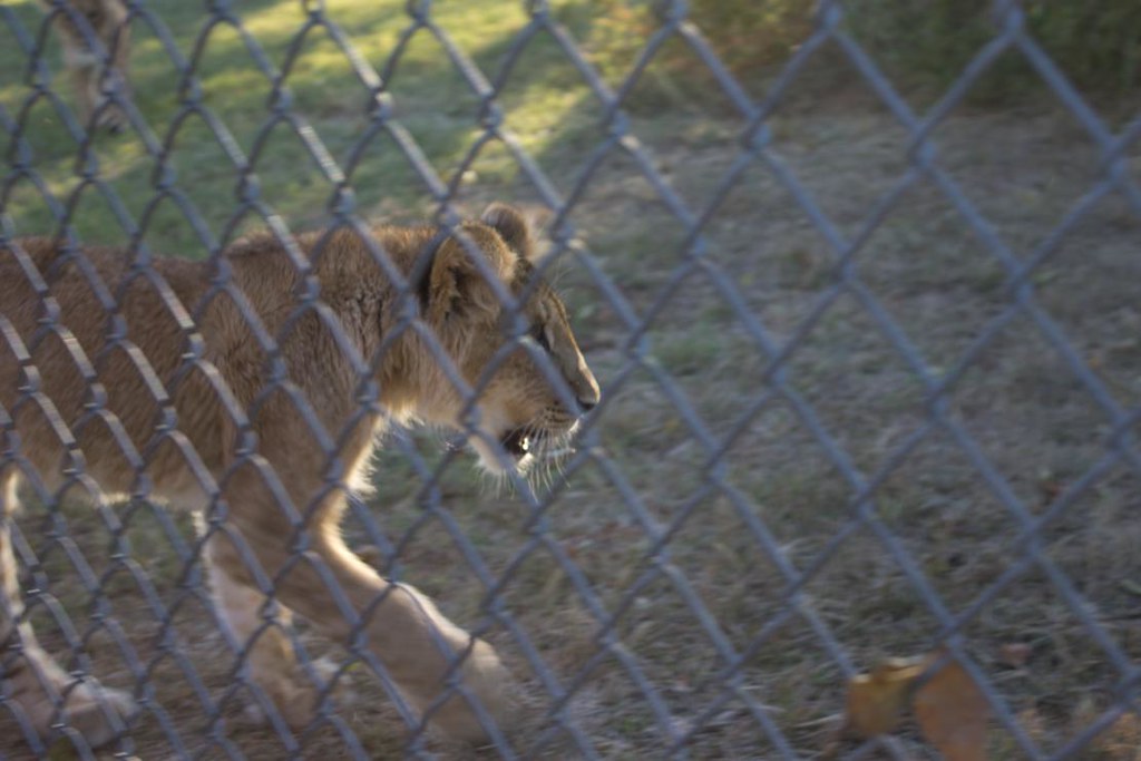 Lion cub 1