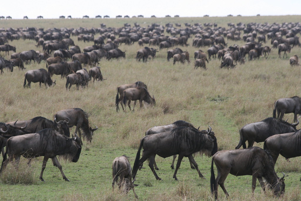 MASAI MARA II - MEMORIAS DE KENIA 14 días de Safari (3)