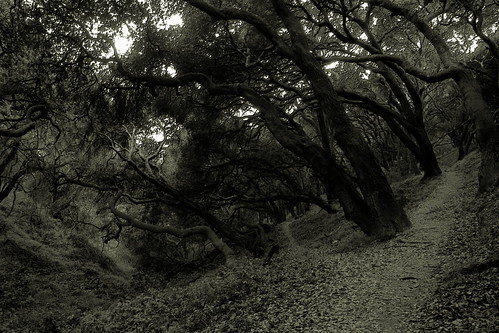 blackandwhite bw forest oak woods frost path trail elcerrito hillsidenaturalarea trailsdiverge