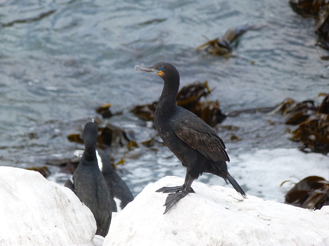 Cormoranes de El Cabo en Betty's Bay (Sudáfrica)