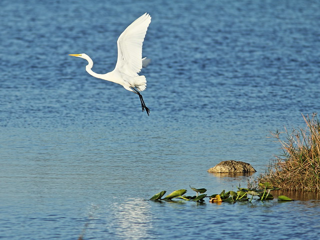 Great Egret takes flight 20150305