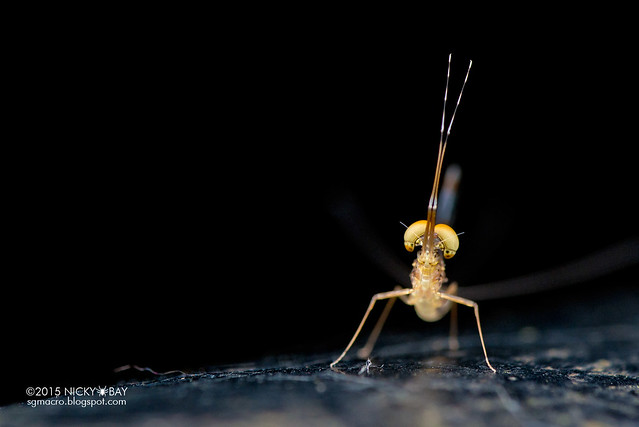 Mayfly (Ephemeroptera) - DSC_4705