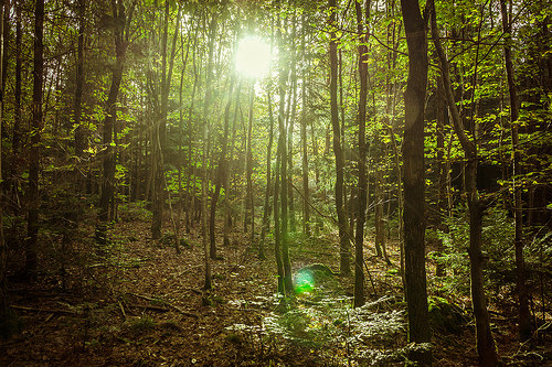 森林。作者：Schub@，圖片來源：https://www.flickr.com/photos/schubi74/15717065411/in/photostream/，本圖符合CC授權使用。