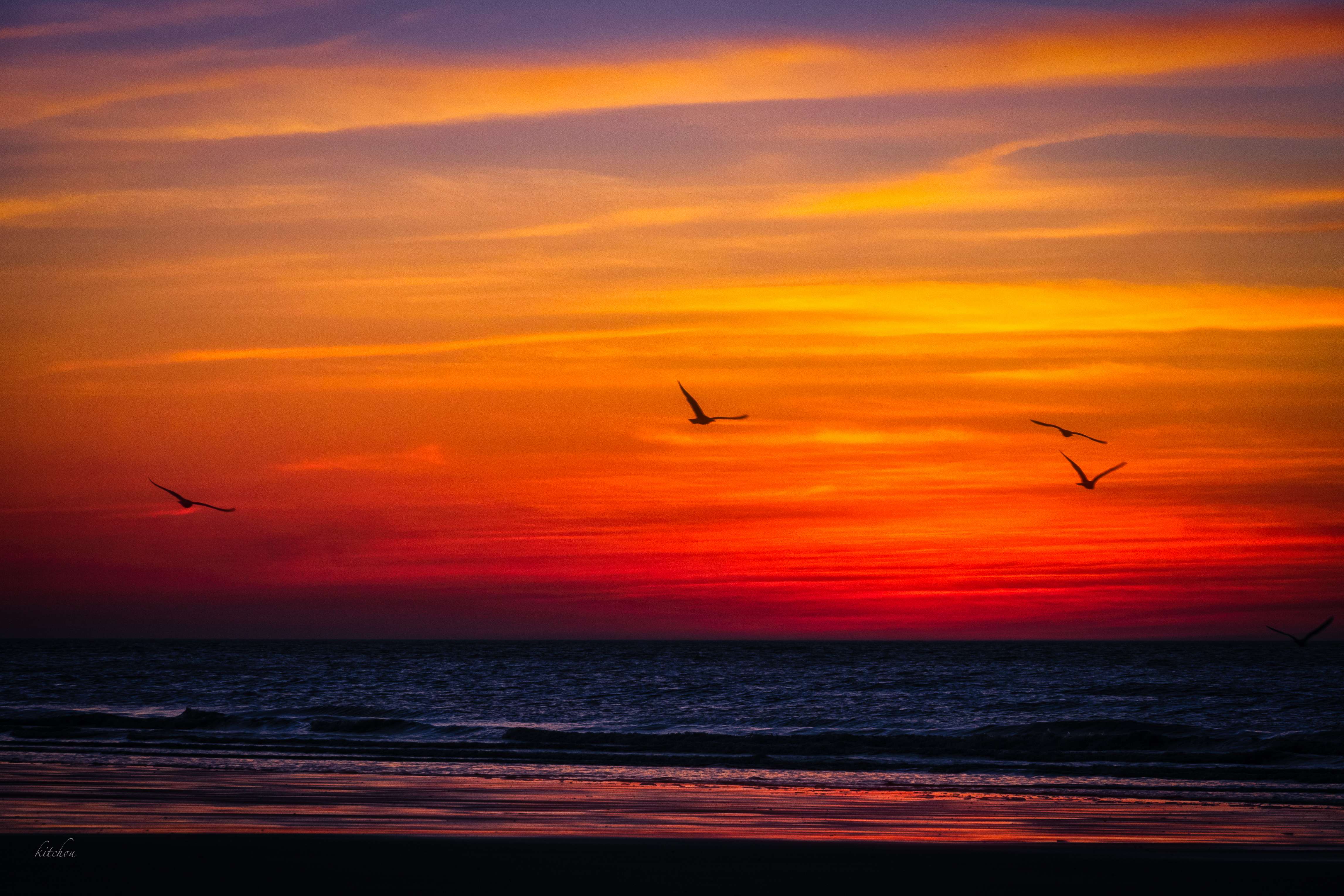 Дни летят за рассветом закат слушать. Закат над морем. Птицы в небе закат. Полет птицы над морем. Птицы на рассвете.