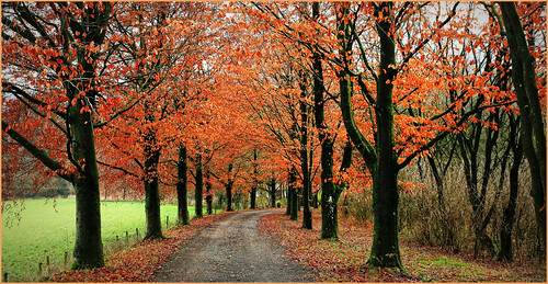 nature belgium belgique arbres paysage allée wallonie sprimont provincedeliège gomzé hédeschênes