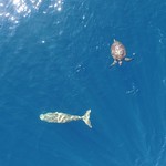 Dugong & Green Turtle Sighted in Alor Waters_rez