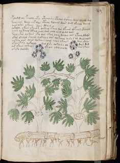 planta con flores del manuscrito voynich pdf