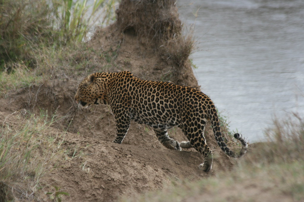MASAI MARA II - MEMORIAS DE KENIA 14 días de Safari (27)