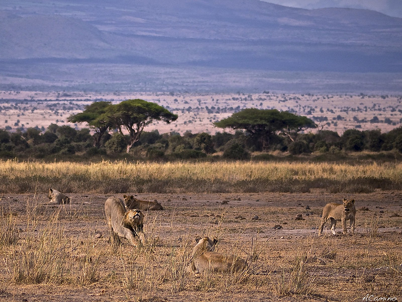 12 días de Safari en Kenia: Jambo bwana - Blogs de Kenia - Amboseli: Buscando la foto del elefante a los pies del Kilimanjaro (24)