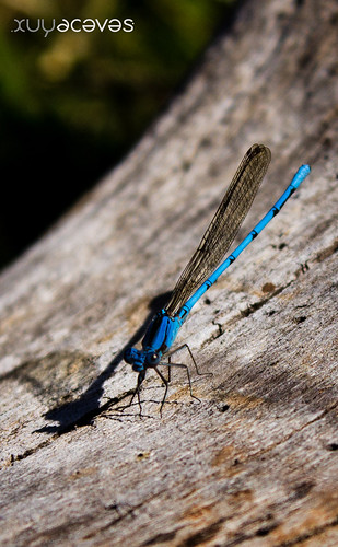 naturaleza insectos méxico dragonfly jalisco libélula arandas