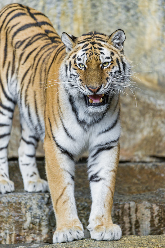 Female Siberian tiger a bit angry