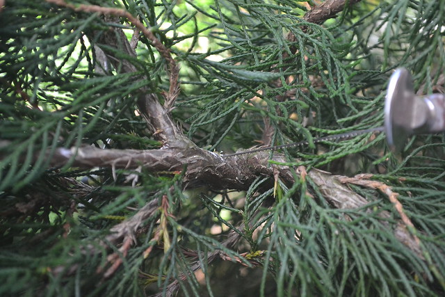 large juniper cutting