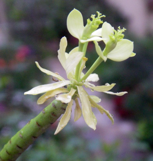 Euphorbia regis-jubae 16296749161_9b369974e2_o