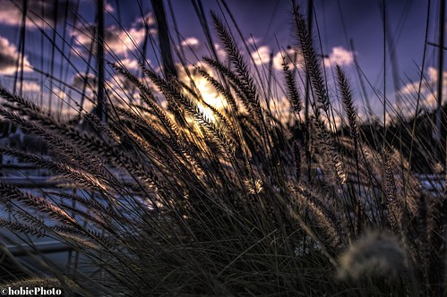 sunset sun nature clouds marina reeds florida safetyharbor