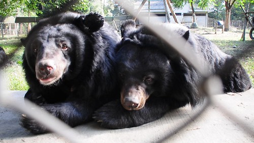 2 moon bears hanging out