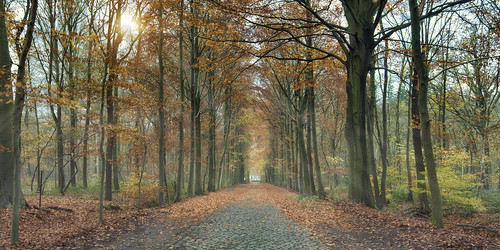 road street autumn trees home colors leaves forest living europe belgium path brugge bruges mansion secluded
