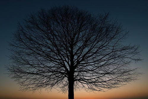 sunset tree canon eos switzerland dusk zurich nightfall 14mm samyang 70d