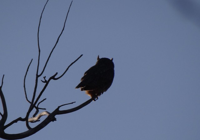 Great Horned Owl silhouette