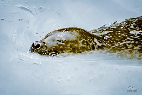 seal zoo harbour water outdoor colourised