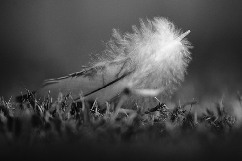 nature israel blackwhite feather noirblanc plume tamronaf70300mmf456divcusdif