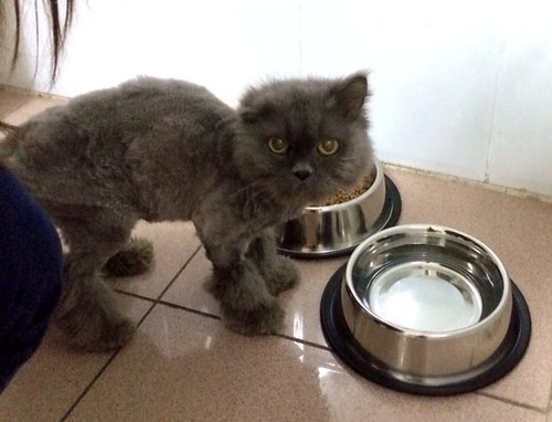 Perla, gata persa azul maltratada y abandonada, nacida en 2011, necesita hogar. Valencia. ADOPTADA. 16096055684_a4ba1bac7e