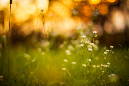 flowers light sunset summer sunlight white plant abstract flower color macro nature floral beautiful field grass yellow closeup sunrise vintage garden season landscape 50mm golden spring flora focus soft pattern glow dof shine natural bright blossom bokeh outdoor pastel background grunge fineart joy lawn dream grow meadow naturallight sunny scene fresh card daisy bloom dreamy shallow wildflower magical selective chamomile camomile icemanphotos