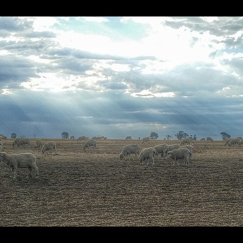square australia victoria squareformat horsham farmlands pc3400 skysheep iphoneography cloudsstormssunsetssunrise instagramapp uploaded:by=instagram