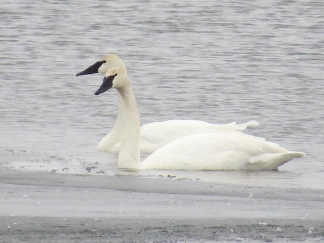 Trumpeter Swans at Evergreen Lake in McLean County, IL 03