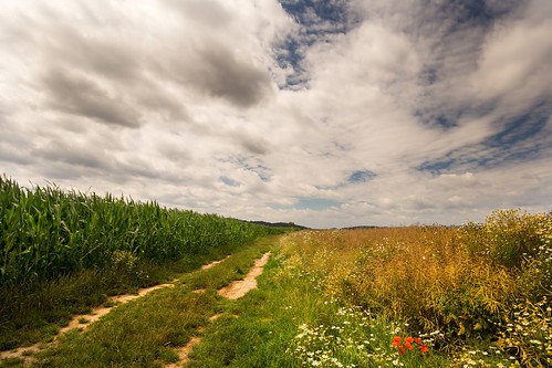 road dirt oilseed corn moravian trees tree sunset sunlight summer spring sky season scenic scenery rural plant outdoor nature landscape land idyllic horizon green grass forest field farm evening environment day countryside country cloudy clouds cloud beauty beautiful background agriculture
