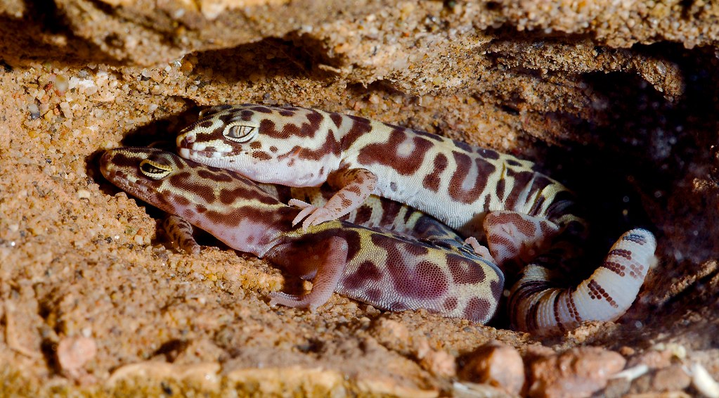 Western Banded Gecko (Coleonyx variegates)